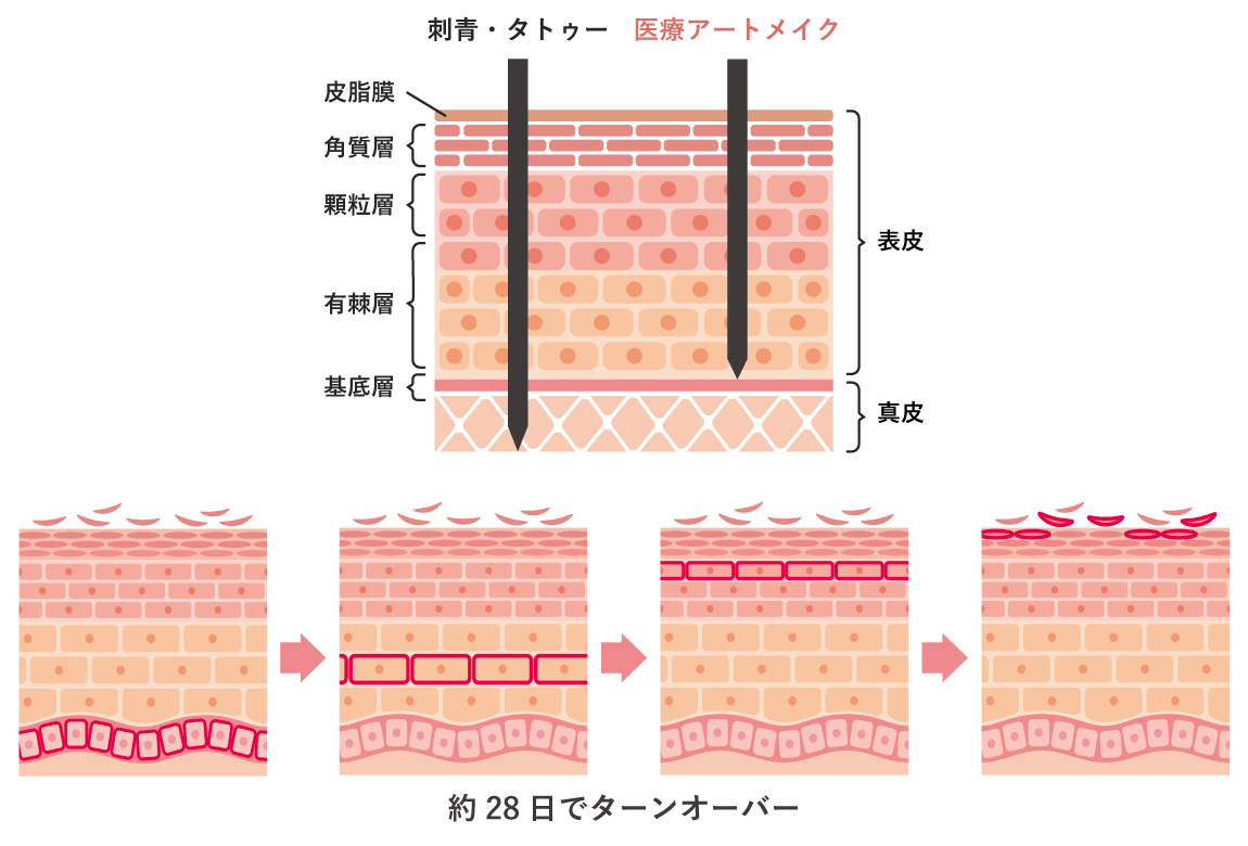 皮膚の構造